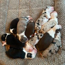 Miniature Australian Shepherd Puppies from High Mountain Aussies