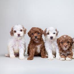 Poodle puppies from JF Kennels Miniature & Toy Poodles