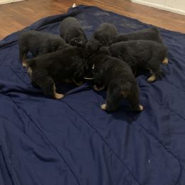 Rottweiler Puppies from Rottweiler Land