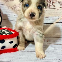 Blue male 2 - Blue merle male Miniature Australian Shepherd puppy in Lemon Cove, California from Magic Ranch Mini Aussies