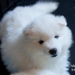 Samoyed Puppies from Desert Rose Samoyeds