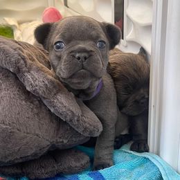Persia(blue brindle) - Blue female French Bulldog puppy in Billings, Montana from Montana Made Frenchies