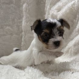 Pascal AKC - Parti male Yorkshire Terrier puppy in Labelle, Florida from Chocolate and Parti Yorkies in Florida