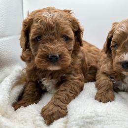 Cavapoo and Coton de Tulear Puppies from Big Gulch Puppies