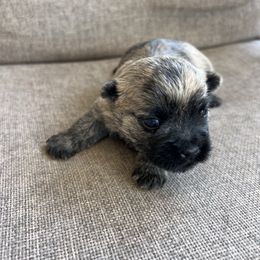 Girl 1 - Red brindle female Cairn Terrier puppy in Pottersville, Missouri from Cairn Terriers of Heatherridge,LLC