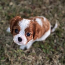 Cavalier King Charles Spaniel Puppies from Sophie’s AKC Cavaliers