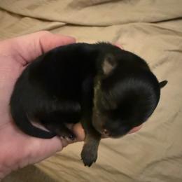 Boy 2 - Black and tan parti male Pomeranian puppy in Minooka, Illinois from Sheree’s Pomeranians