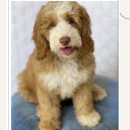 Penelope - Goldendoodle