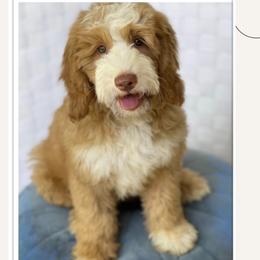 Penelope - Goldendoodle