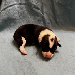 Male 4 - Black and tan male Pembroke Welsh Corgi puppy in Moundville, Alabama from Cartee Corgis - Debi Cartee Mills