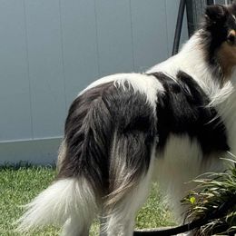 Cowboy - Collie