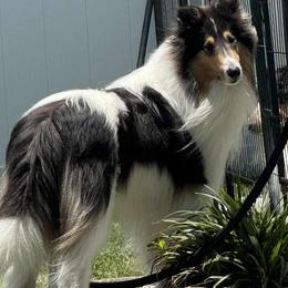 Cowboy - Collie