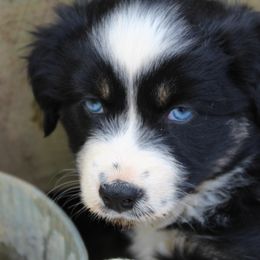 Australian Shepherd Puppies from Moss' Cross Creek Aussie’s