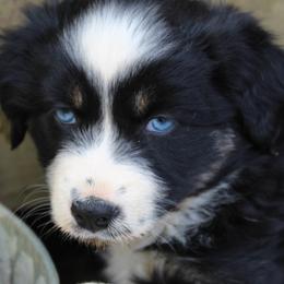 Australian Shepherd Puppies from Moss' Cross Creek Aussie’s