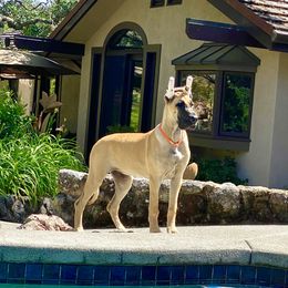 Great Dane Puppies from Paxton Great Danes