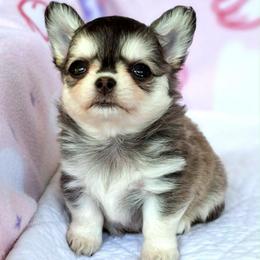 Koda - Chihuahua