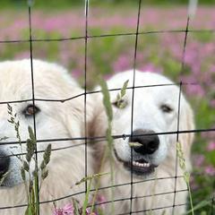 Maremma Sheepdogs from Wildsong Farm