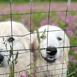 Maremma Sheepdogs from Wildsong Farm