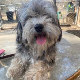 Butch - Havanese