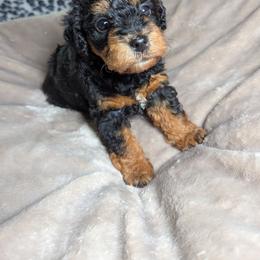 Girl 1 - Black female Schnoodle puppy in Holmesville, Ohio from Pawsome Puppies