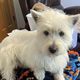 Red - West Highland White Terrier