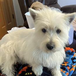 Red - West Highland White Terrier