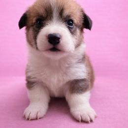 Taylor - Red female Pembroke Welsh Corgi puppy in Ramona, Oklahoma from Eden Farms Corgis