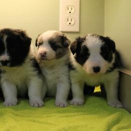 Border Collie Puppies from Top Notch Border Collies