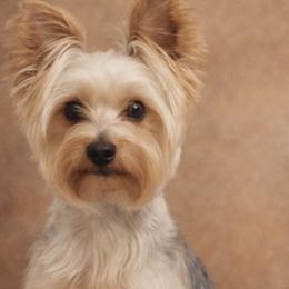 Zoe - Yorkshire Terrier