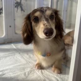 LOUIE - Dachshund