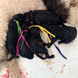 Princess Peach - Black female Poodle puppy in Plainfield, New Jersey from Caris Paws Poodles and Labradoodles