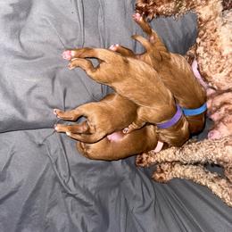 Augustus - Red male Cavapoo puppy in Knoxville, Tennessee from Duke’s Forever Doodles