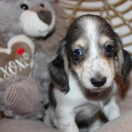 Boy 2 - Blue and tan male Dachshund puppy in Craig, Colorado from Rocky Mountain Shih Tzus and Dry Creek Miniature Dachshunds
