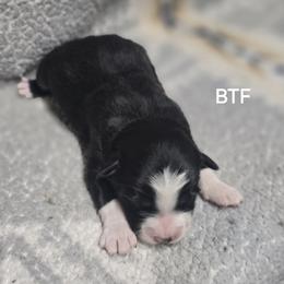 Girl 2 - Black tri female Miniature Australian Shepherd puppy in Bend, Oregon from Badlands Toy and Mini Aussies