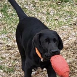 Labrador Retriever Puppies from Laurie & Joe's Labs