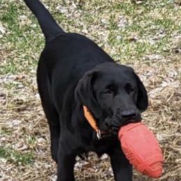 Labrador Retriever Puppies from Laurie & Joe's Labs