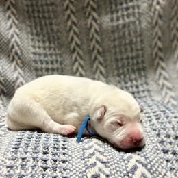 Blue - White male Berger Blanc Suisse puppy in West Alexandria, Ohio from Twisted Acres