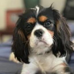 Mabel - Cavalier King Charles Spaniel