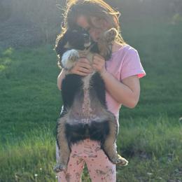 Natty - Black tri female Miniature Australian Shepherd puppy in North Lakeport, California from Wild Rose Ranch