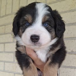 Aussiedoodle and Miniature Australian Shepherd Puppies from Aussies Acre