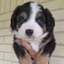 Aussiedoodle and Miniature Australian Shepherd Puppies from Aussies Acre