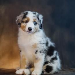 Eddie - Blue merle male Australian Shepherd puppy in Frazee, Minnesota from Beacon Hill Aussies