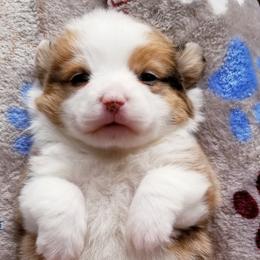 American Corgi and Pembroke Welsh Corgi Puppies from Whimsical Treasure Corgis