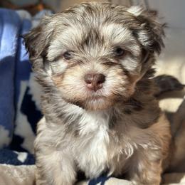 Dove - Chocolate sable female Havanese puppy in Arizona from HavaDoggie