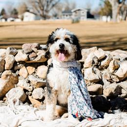 Riley - Bernedoodle