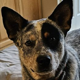 CARRIE - Australian Cattle Dog