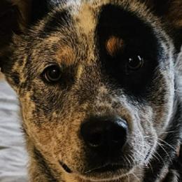 CARRIE - Australian Cattle Dog