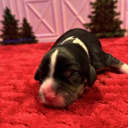 Tri-Color male - Tri-color male Cavalier King Charles Spaniel puppy in Choctaw, Oklahoma from Dandelions and Kings