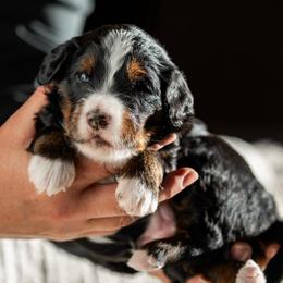 Flint - Tri-color male Bernedoodle puppy in Cortez, Colorado from Sassy Pants Pups
