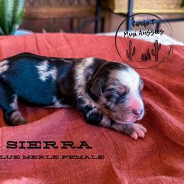 Girl 1 - Blue merle female Miniature Australian Shepherd puppy in Apache Junction, Arizona from Circle T Mini Aussies